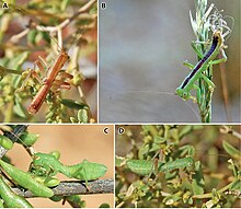 Minutophasma richtersveldense (10.3897-zookeys.746.14885) Figure 10.jpg