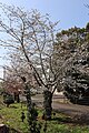 P040 三島薄重大島 Mishimausugasaneoshima 全体の写真