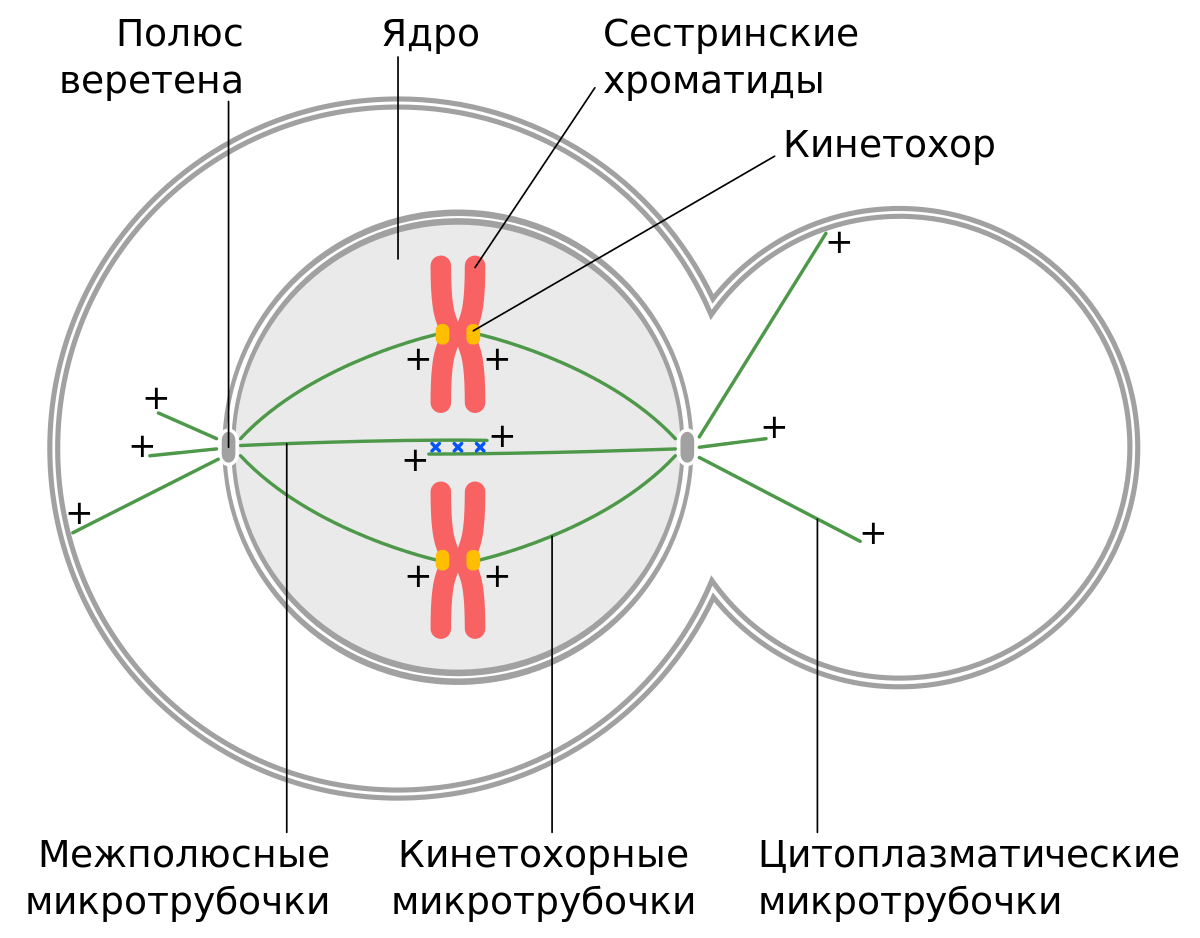 Сборка биполярного веретена деления. Микротрубочки веретена деления. Митотическое Веретено деления. Нити веретена деления строение.