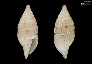 <i>Vexillum catenatum</i> Species of gastropod