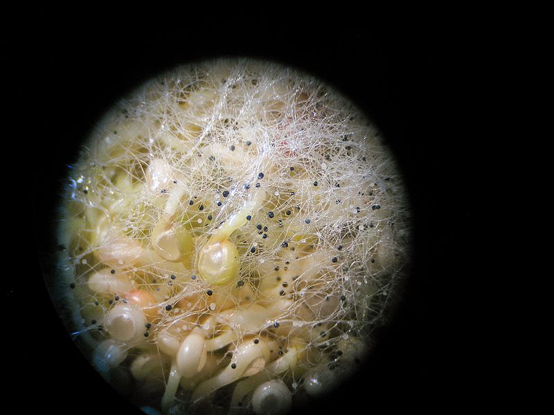 File:Mold on Amaranth sprouts.jpg