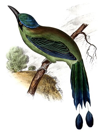 <span class="mw-page-title-main">Blue-capped motmot</span> Species of bird
