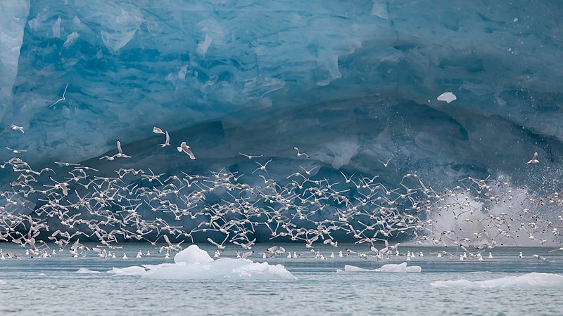 File:Monaco glacier in Liefdefjord, Svalbard. Falling ice chunks are flushing kittywakes.jpg