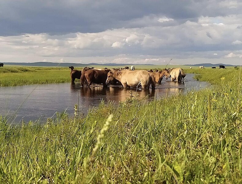 File:Mongolian countryside, horses.jpg