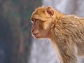 Monkey, Cascades dOuzoud (363261707).jpg