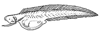 <i>Monognathus</i> Genus of fishes