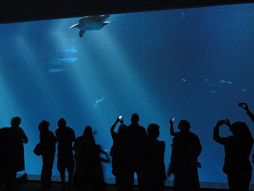 Monterey Bay Aquarium - DSC07048