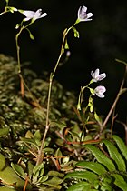   Montia parvifolia