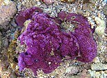 Montipora tuberculosa Reunion 2.jpg