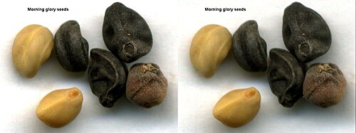 Morninggloryseeds3d.jpg