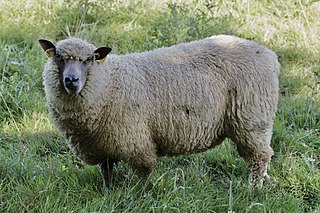 <span class="mw-page-title-main">Bleu du Maine</span> French breed of sheep