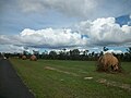 Permaidani terayun bergerak, Mareeba, Queensland, pinggir Cairns