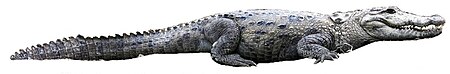 ไฟล์:Mugger_crocodile_white_background.jpg