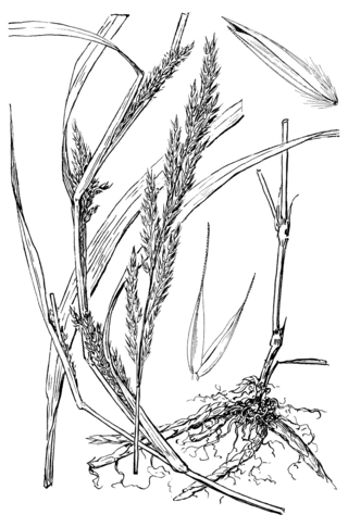<i>Muhlenbergia frondosa</i> Grass species known as common satin grass, wirestem muhly