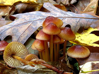 <i>Mycena atkinsoniana</i> species of fungus