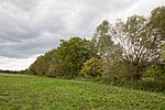 approx. 150 pollarded willows (group of trees)