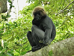 Colobines are mainly arboreal and folivorous primates. NILGIRI LANGUR Trachypithecus johnii.jpg