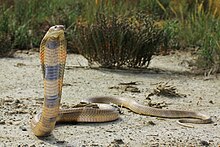 Caspian cobra in a defensive posture Naja oxiana Caspian cobra in a defensive posture.jpg