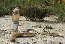 Naja oxiana Kaspia cobra di defensif posture.jpg