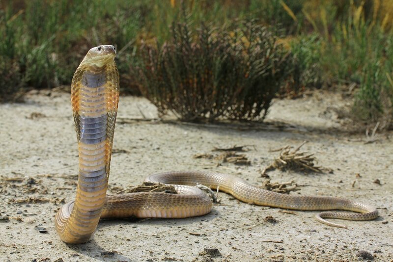 File:Naja oxiana Caspian cobra in a defensive posture.jpg