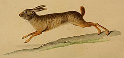 Natal red rock hare, Pronolagus crassicaudatus I. Geoffroy, 1832.jpg