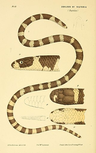 <i>Vermicella</i> Genus of snakes