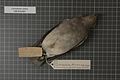 Naturalis Biodiversity Center - RMNH.AVES.129295 2 - Carpodectes nitidus Salvin, 1865 - Cotingidae - bird skin specimen.jpeg