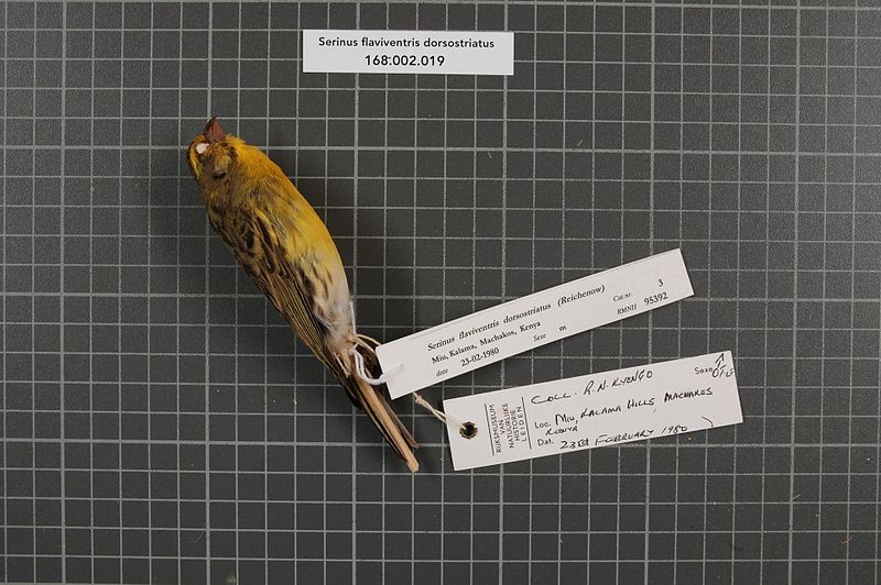 File:Naturalis Biodiversity Center - RMNH.AVES.95392 1 - Serinus flaviventris dorsostriatus (Reichenow, 1887) - Fringillidae - bird skin specimen.jpeg