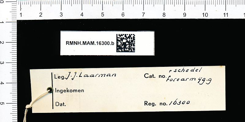 File:Naturalis Biodiversity Center - RMNH.MAM.16300.b reg - Hipposideros ruber - skin.jpeg