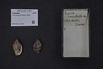 Thumbnail for Lyria cassidula