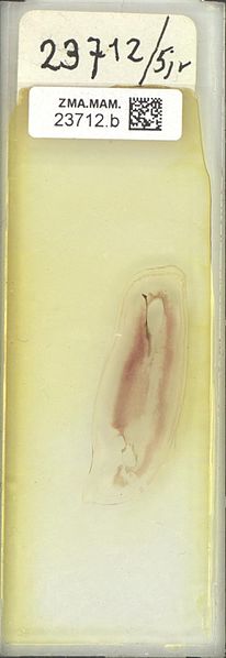 File:Naturalis Biodiversity Center - ZMA.MAM.23712.b sld - Phoca vitulina Linnaeus, 1758 - tooth-teeth.jpeg