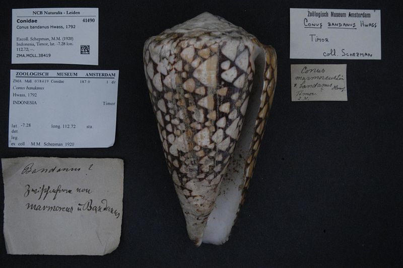 File:Naturalis Biodiversity Center - ZMA.MOLL.38419 - Conus bandanus Hwass, 1792 - Conidae - Mollusc shell.jpeg