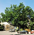 English oak (Quercus robur)