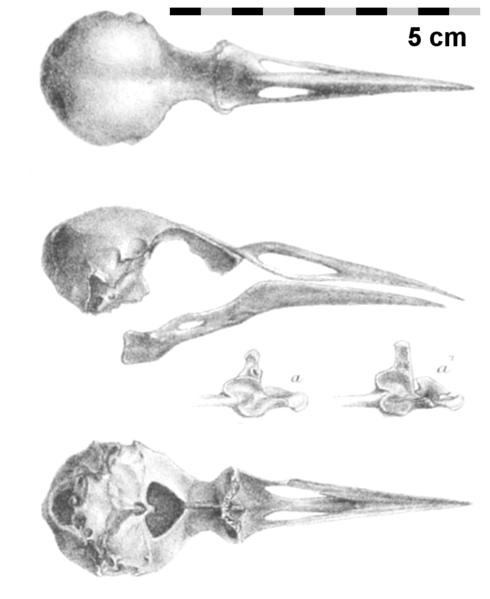 File:Necropsar rodericanus skull.png