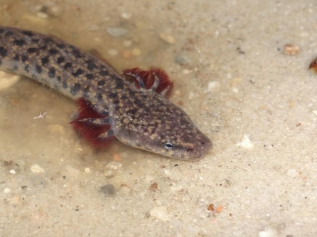 Western waterdog - Wikipedia