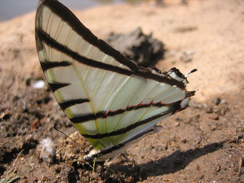 File:Neographium agesilaus.jpg