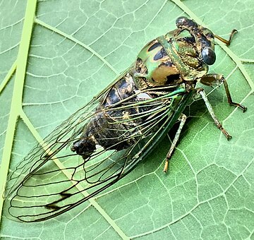 Neotibicen winnemanna