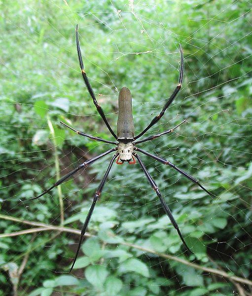 File:Nephila pilipes 02.jpg