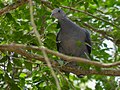 Thumbnail for File:Nilgiri Wood Pigeon (46727915681).jpg