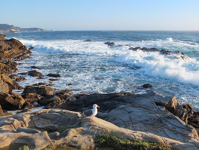 File:NorCal2018 Western gull at Point Lobos Monterey County S0789126.jpg