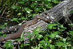 Thumbnail for File:Northern Water Snake 2.jpg