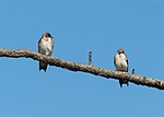 Thumbnail for File:Northern rough-winged swallows in JBWR (25420).jpg