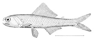 <i>Notoscopelus caudispinosus</i> Species of fish
