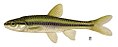 File:Notropis heterolepis.jpg