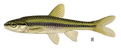 Miniatura para Notropis heterolepis