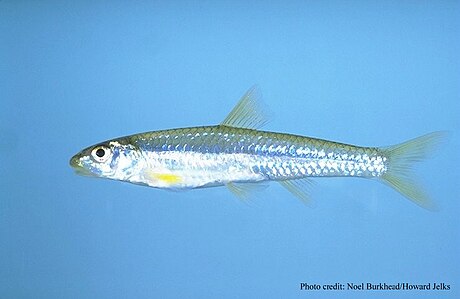 Notropis longirostris