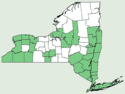 Nyssa sylvatica NY-dist-map.png