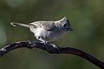 Thumbnail for File:Oak Titmouse (19208880169).jpg