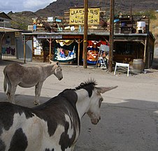 Burros in Oatman, Arizona.