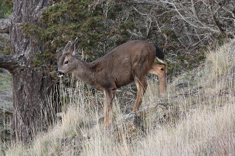 File:Odocoileus hemionus 4740.JPG